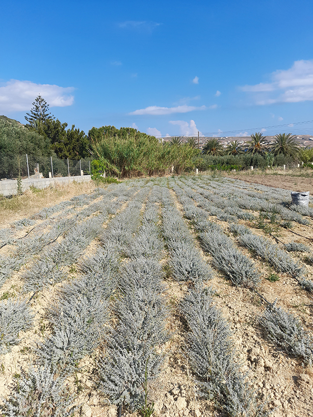 Diktamos 40 g BIO/kbA