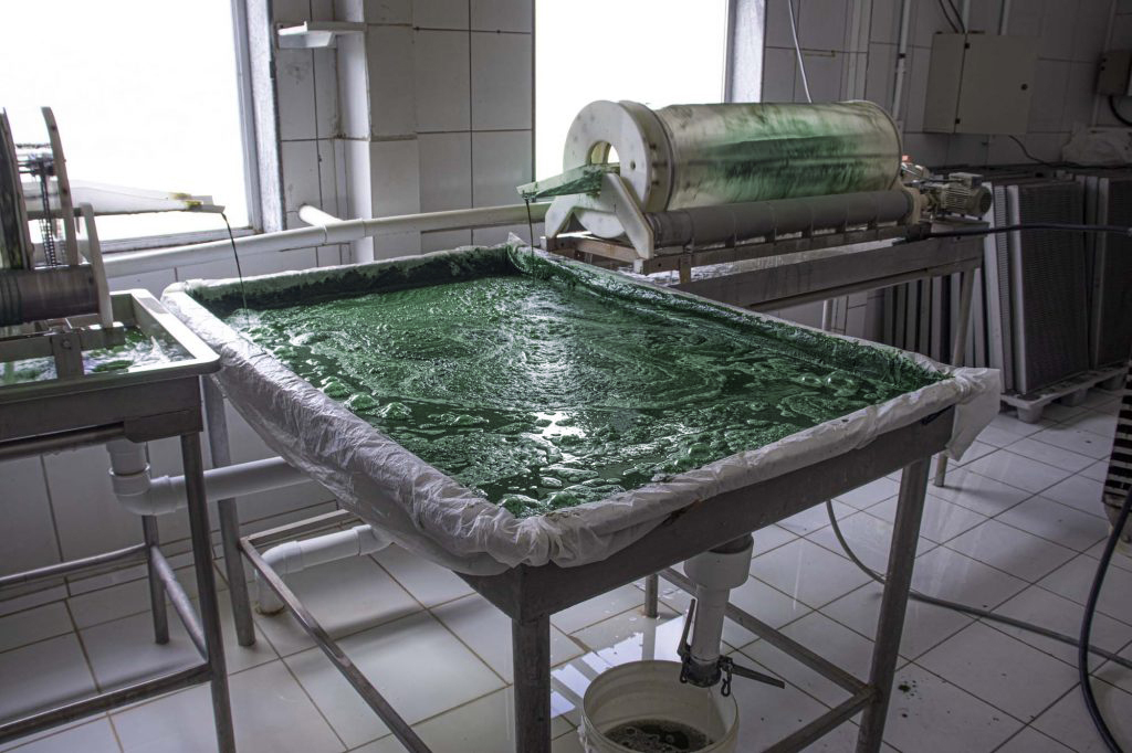 Spirulina Tamandua 300 Presslinge 150 g Demeter